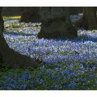 Scilla im Knochenpark