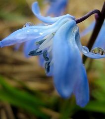 Scilla im Regen