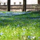 Scilla im Schloßpark