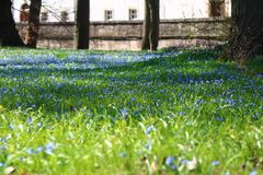 Scilla im Schloßpark