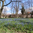 Scilla im Schloßpark