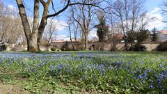 Scilla im Schloßpark