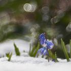 Scilla im Schnee