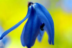 Scilla im Wind vor Osterglocken