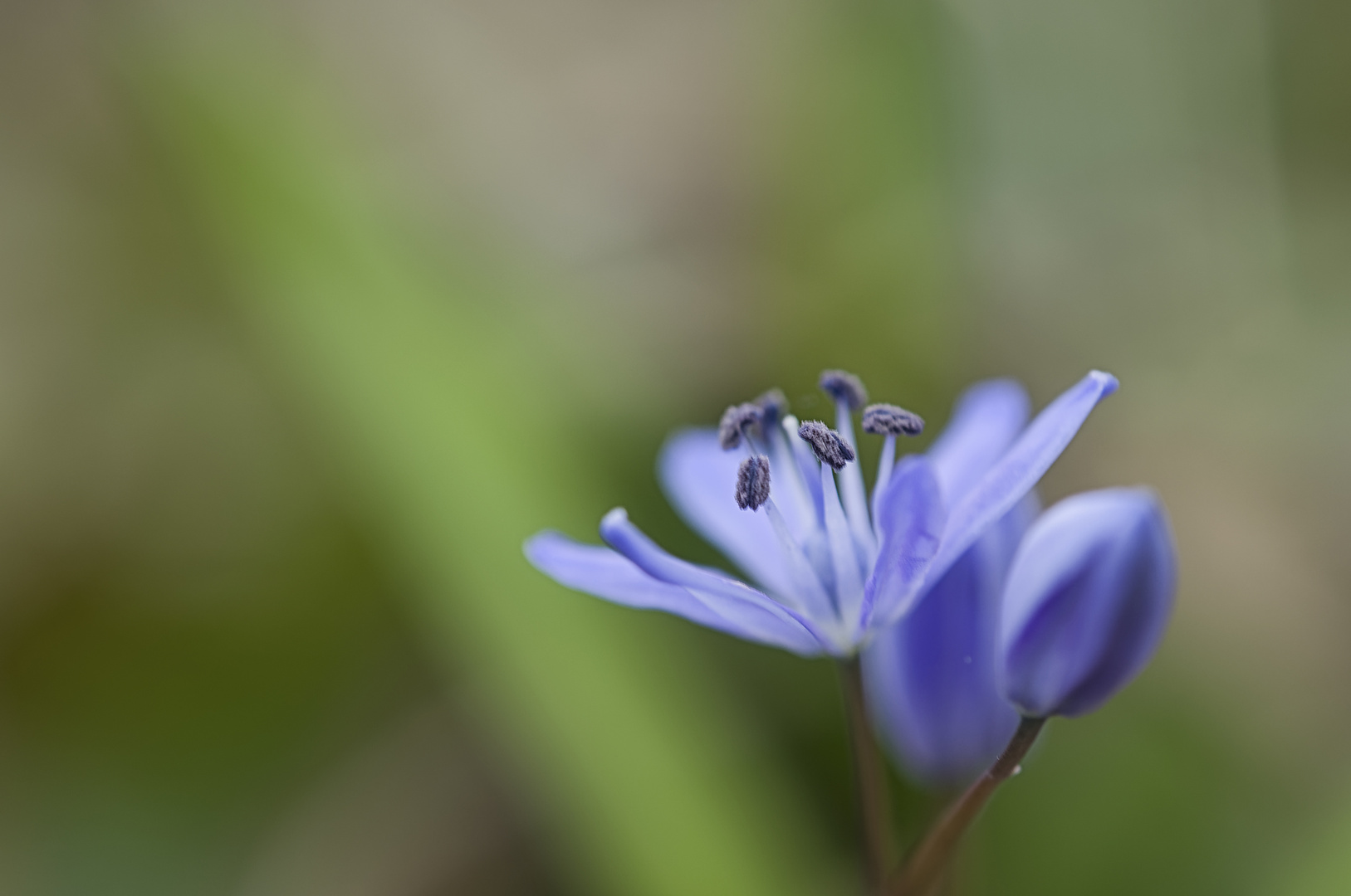 Scilla im Winter