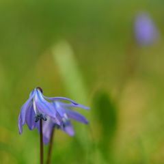 Scilla läuten das Wochenende ein