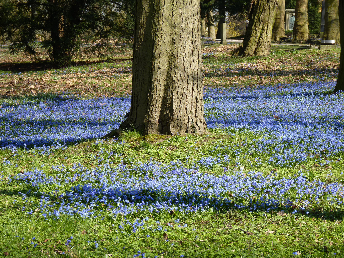 Scilla - Lindener Berg - Hannover