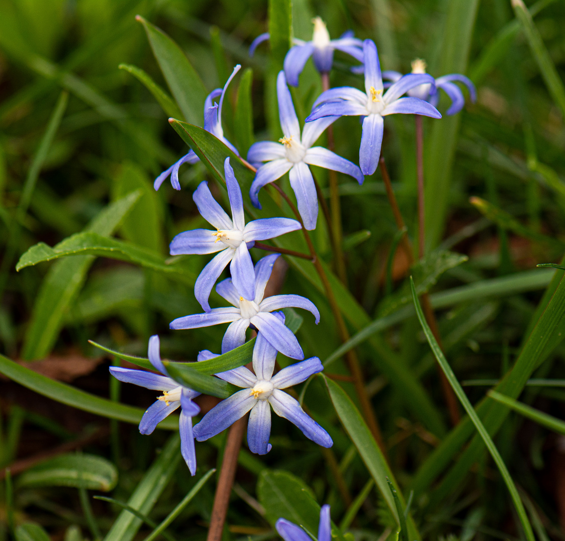 Scilla luciliae