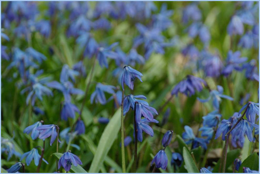 Scilla Makro - Lindener Bergfriedhof