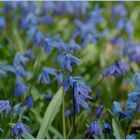 Scilla Makro - Lindener Bergfriedhof