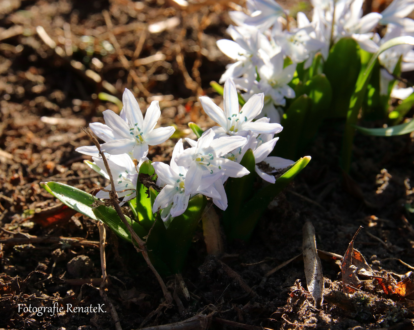 Scilla mischtschenkoana - Blaustern aus dem Kauskasus