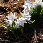 Scilla mischtschenkoana - Blaustern aus dem Kauskasus