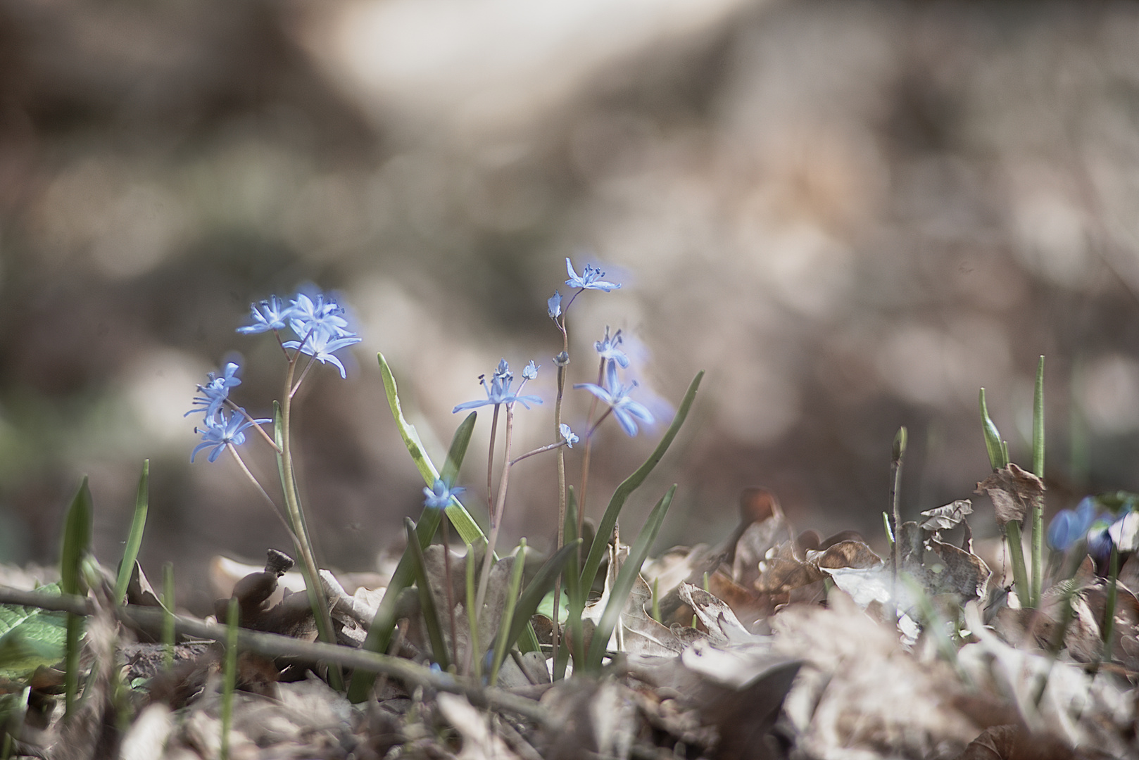 Scilla - mit dem Durchstecher