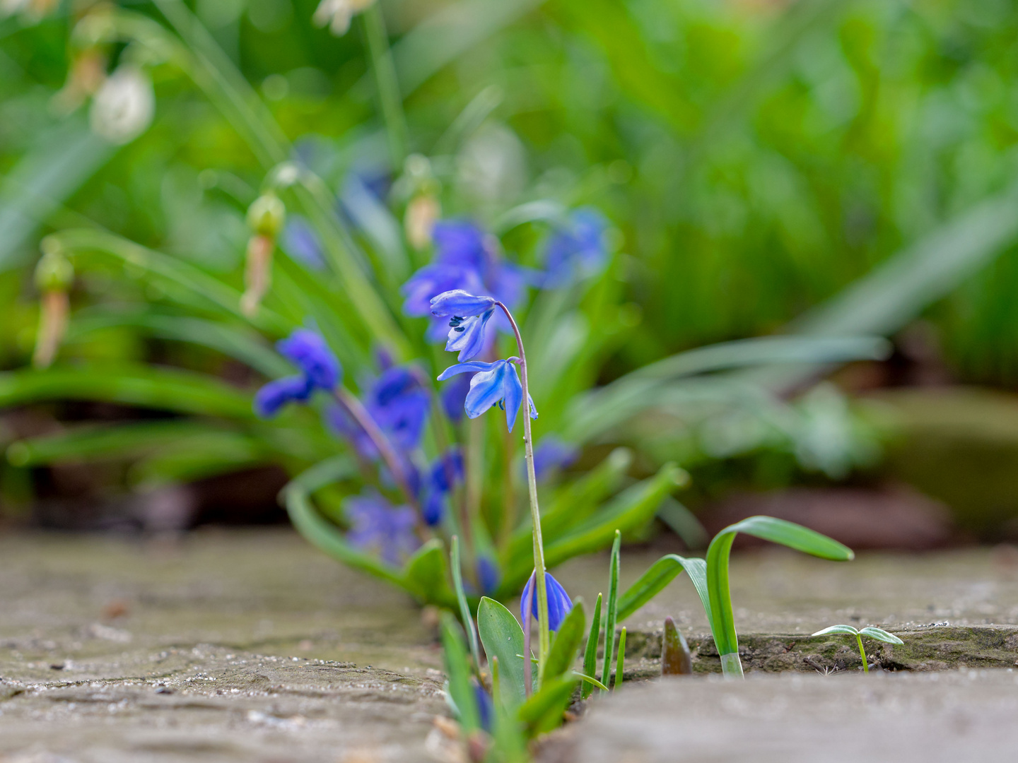 Scilla (Mittwochsblümchen)