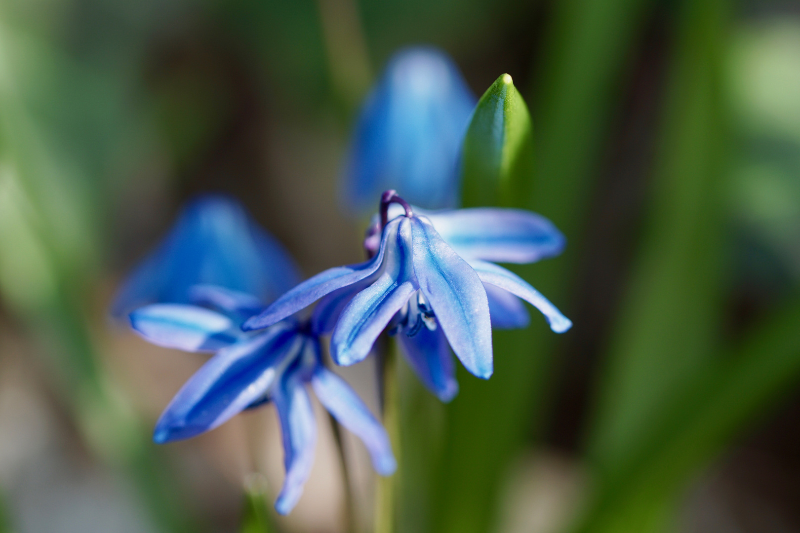 Scilla oder Blaustern