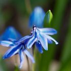 Scilla oder Blaustern