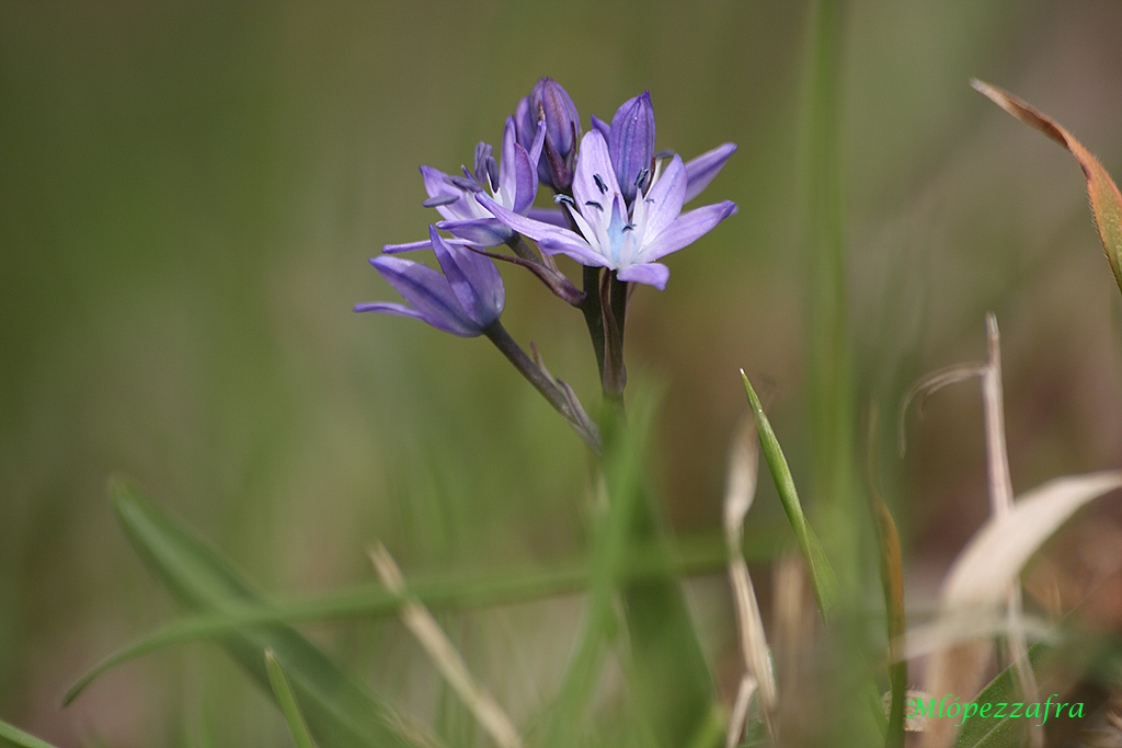 Scilla paui.