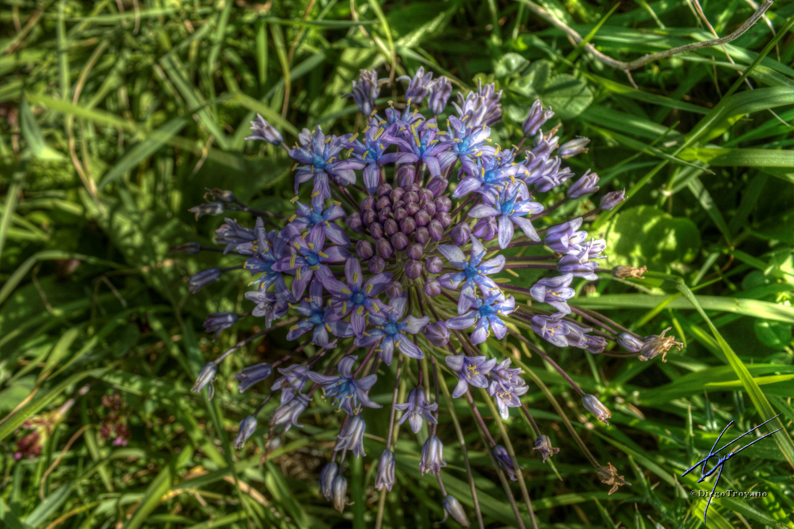 Scilla Peruviana