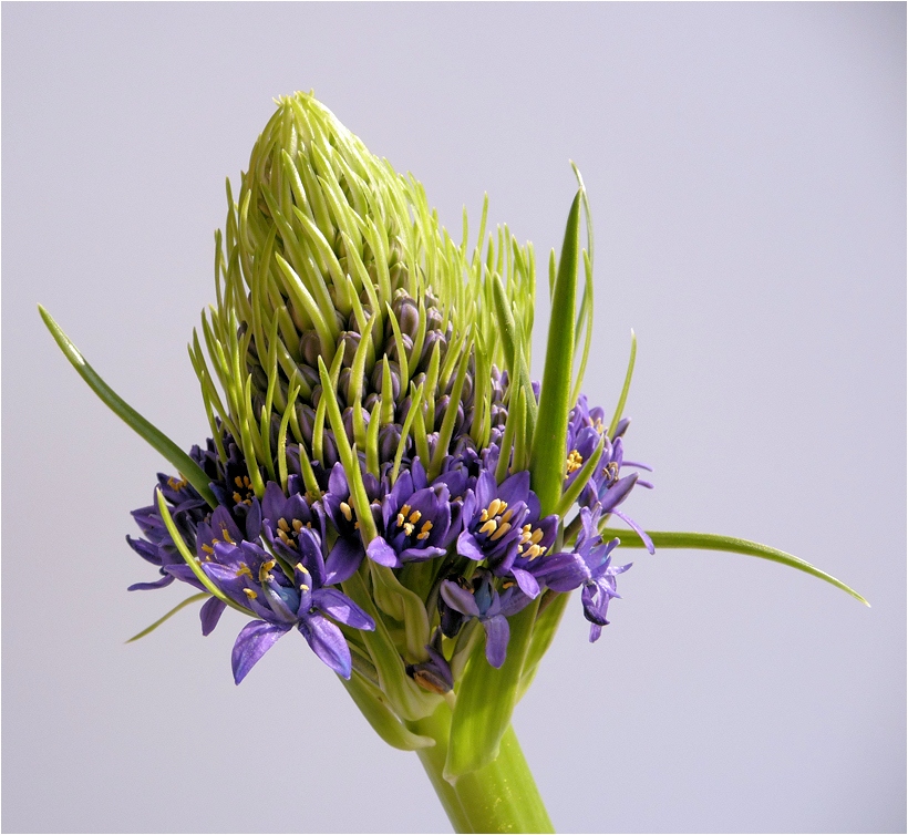 . scilla peruviana .