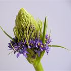 . scilla peruviana .