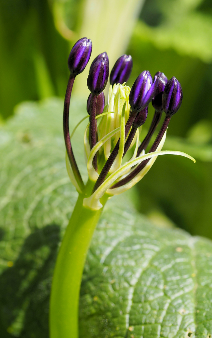 Scilla peruviana