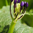 Scilla peruviana