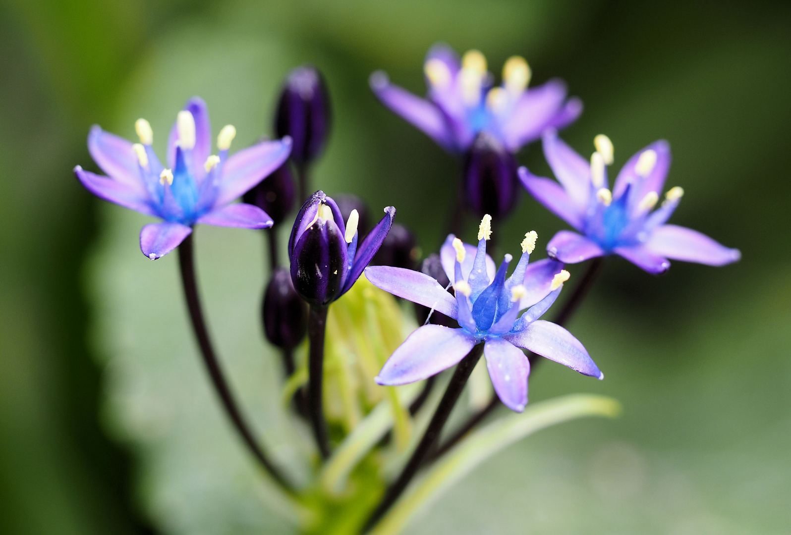 Scilla peruviana 