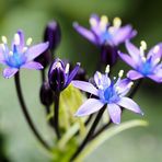 Scilla peruviana 