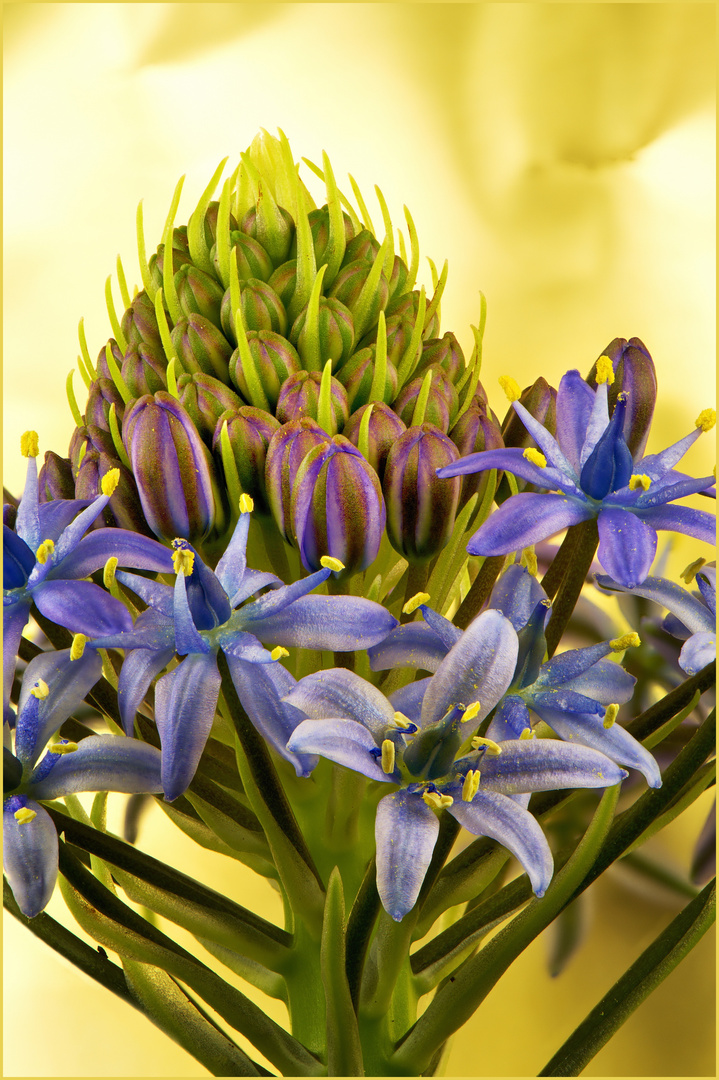 Scilla Peruviana