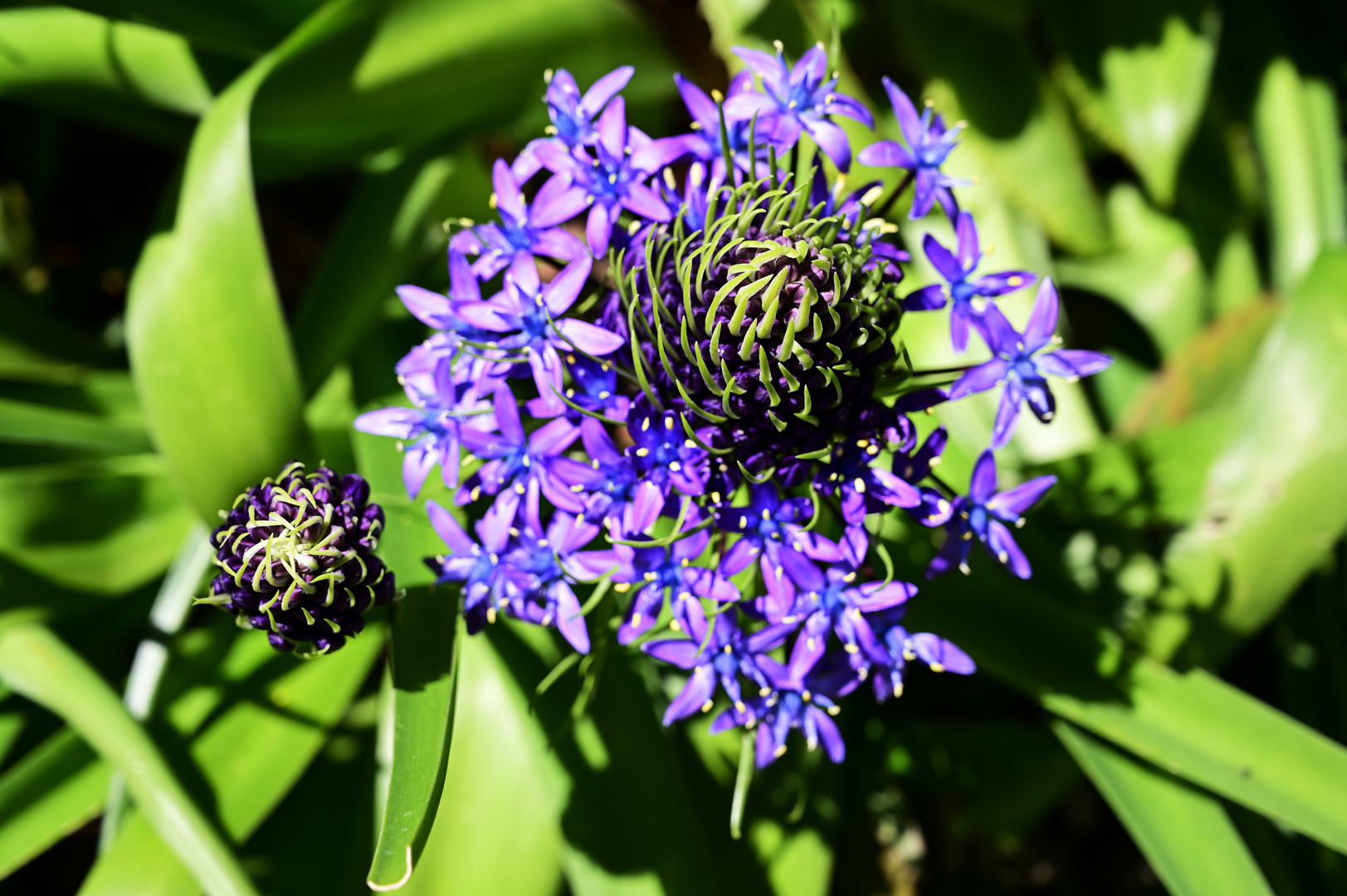 Scilla peruviana DSC_0380