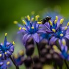 Scilla Peruviana     DSC_1769