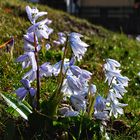 Scilla puschkinia