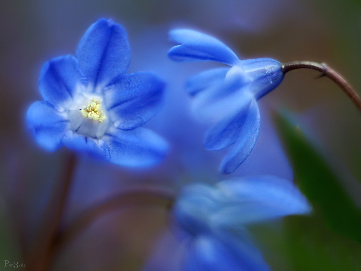 Scilla siberica