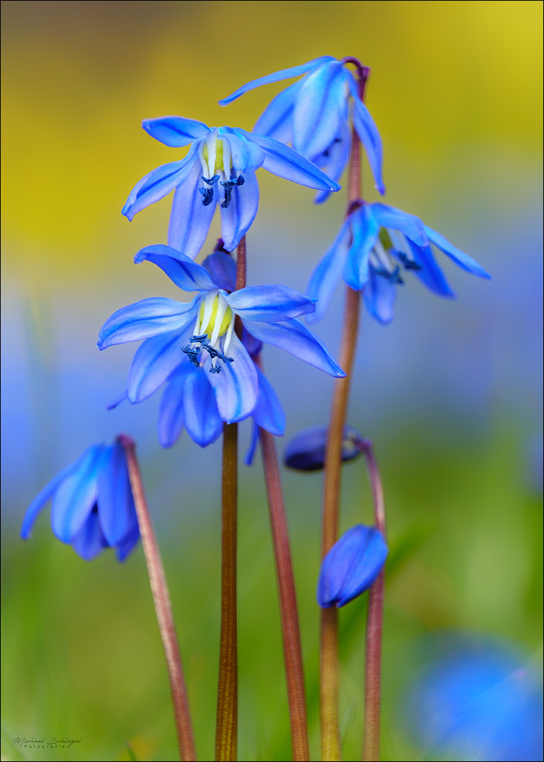 Scilla siberica