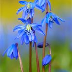 Scilla siberica