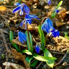 Scilla siberica