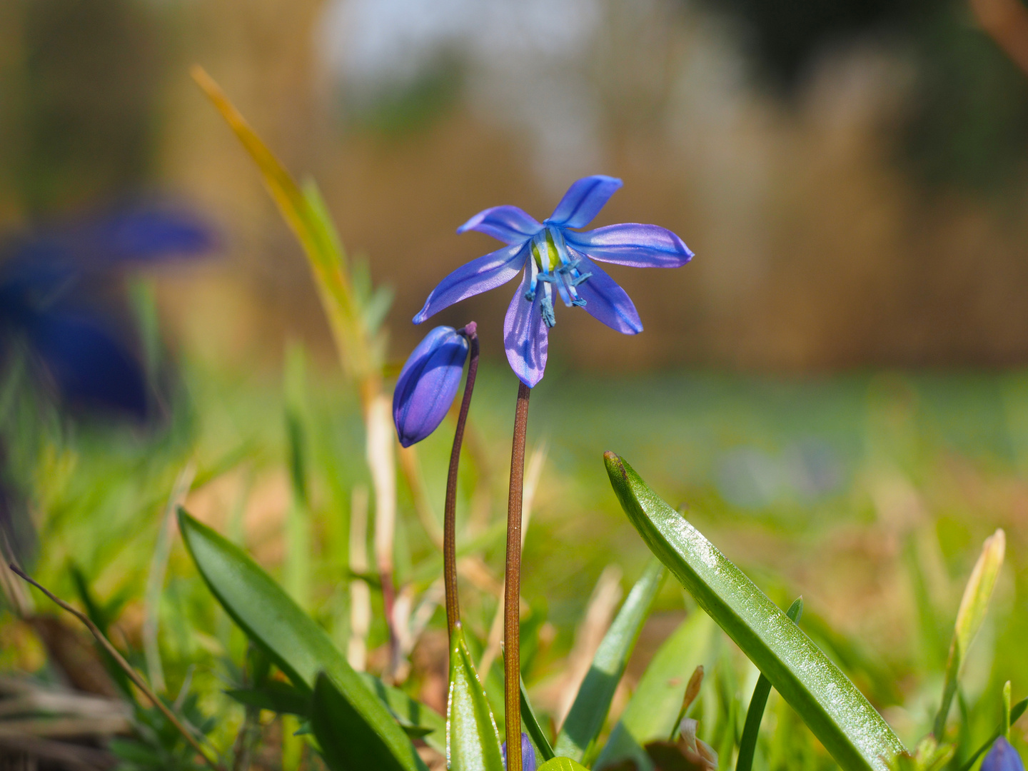 Scilla Siberica