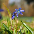 Scilla Siberica