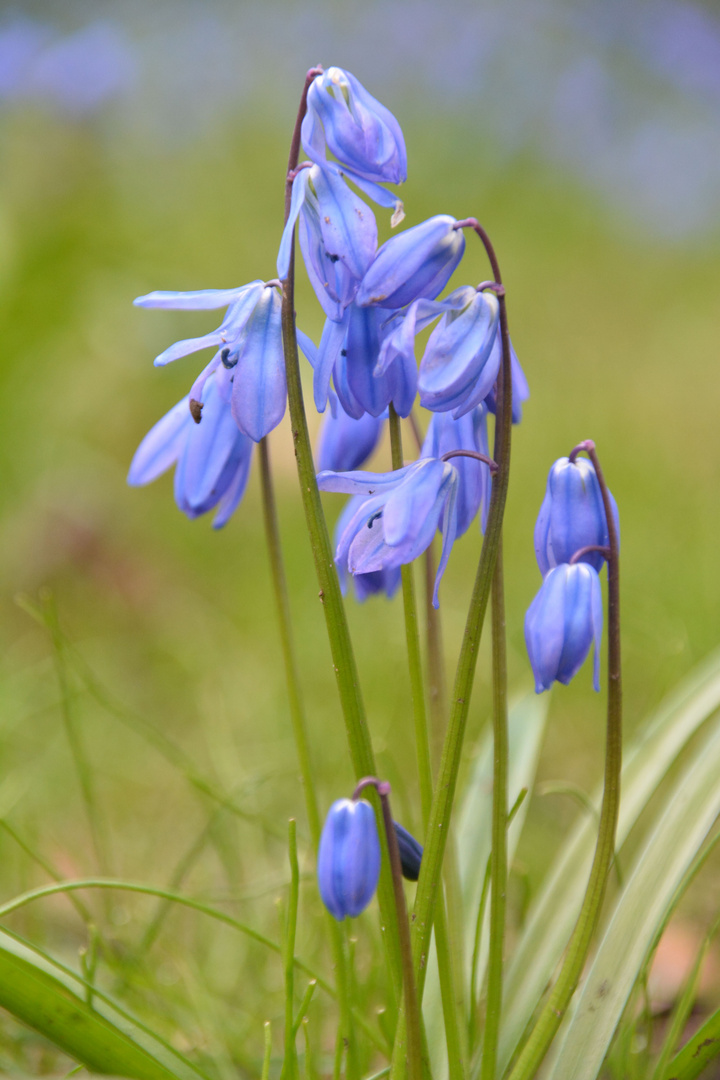 Scilla siberica