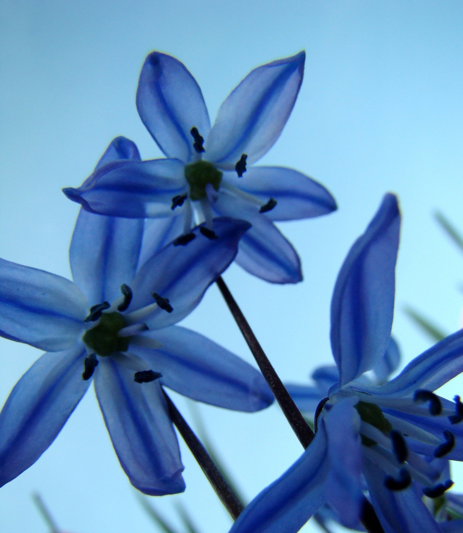 Scilla siberica