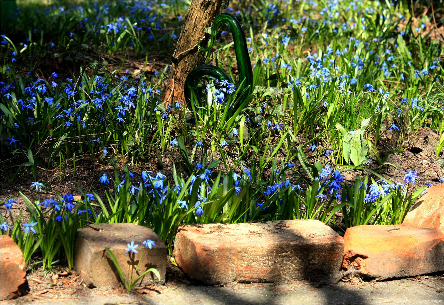 Scilla siberica /Siberian squill