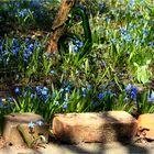 Scilla siberica /Siberian squill