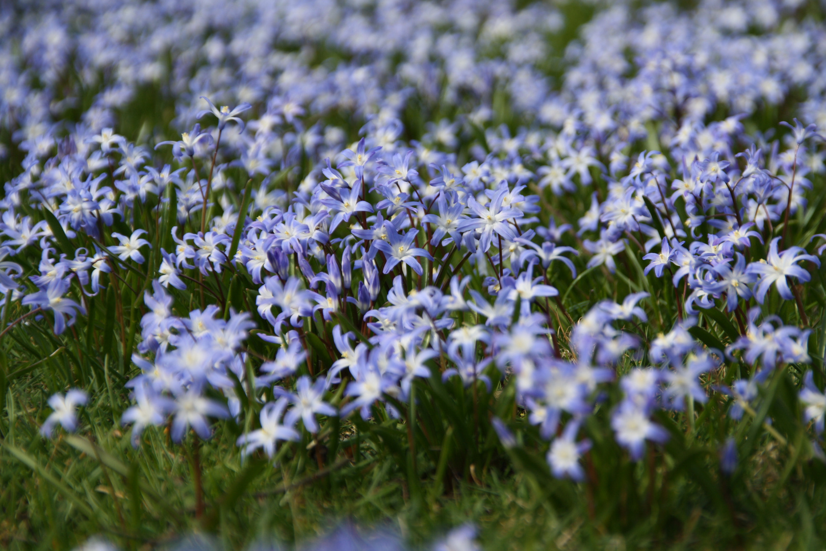 Scilla sibirica