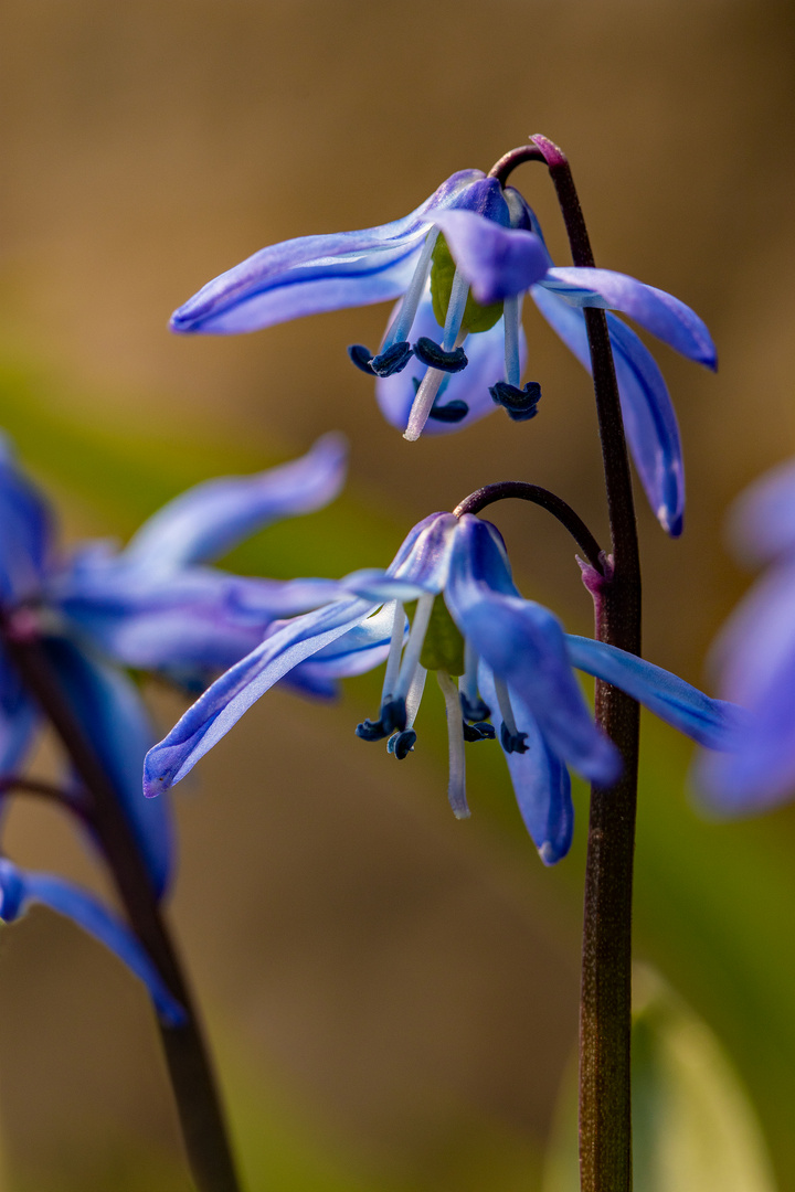 Scilla Sibirica