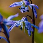 Scilla Sibirica