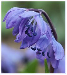 Scilla sibirica (Blausternchen)