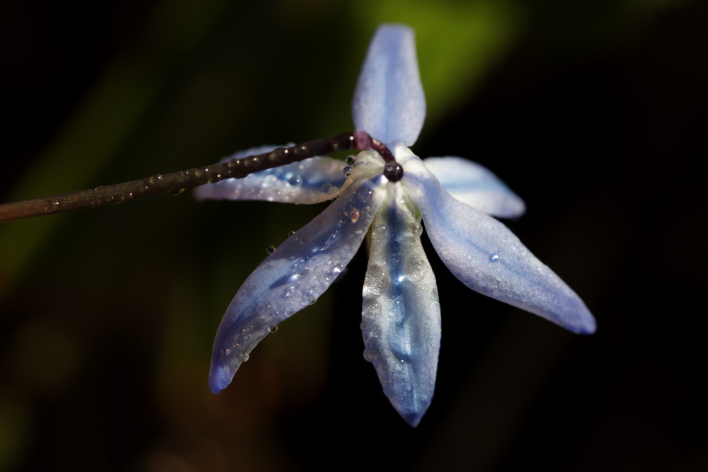 Scilla (Squill)