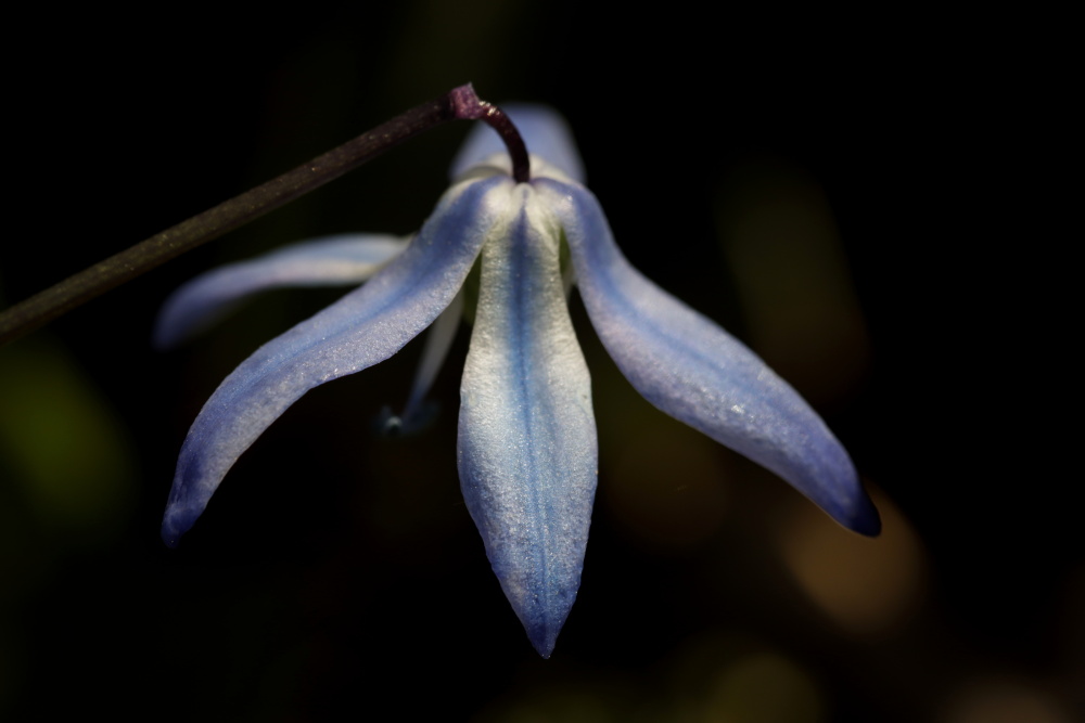 Scilla (Squill)