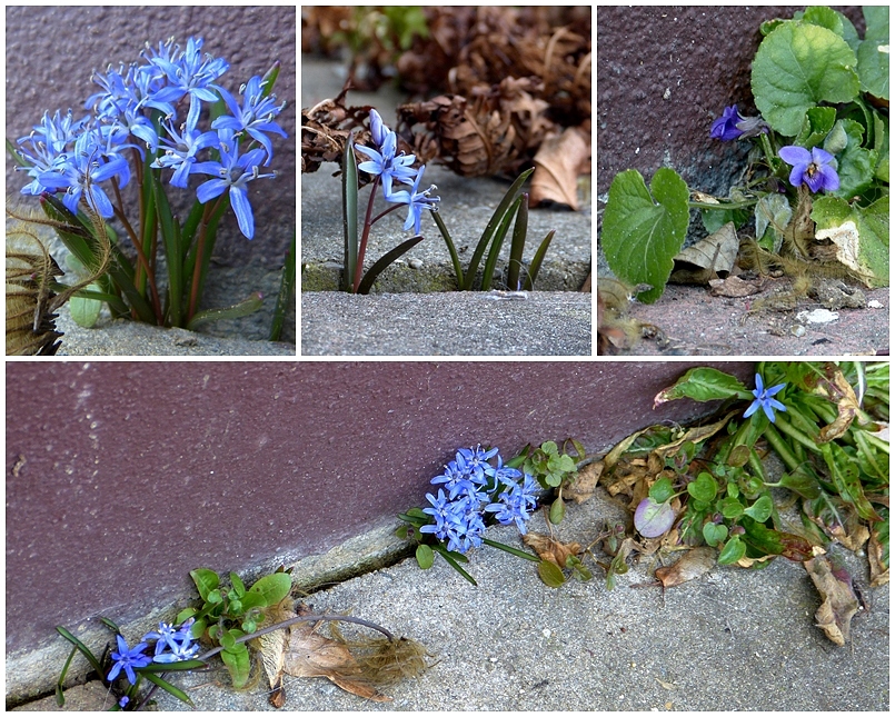 Scilla ünd Veilchen