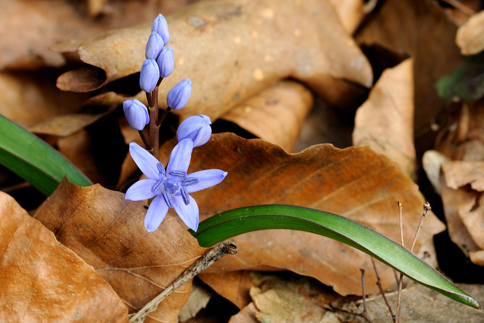 Scilla verna